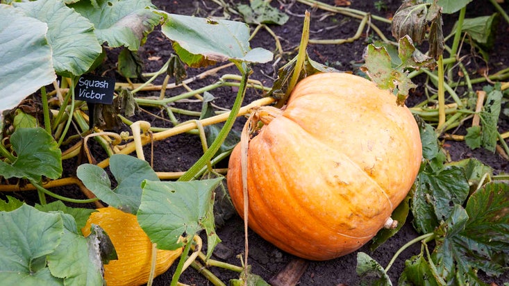 A pumpkin growing in a plant bed in the walled garden at Nostell Priory
